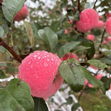 甘肃鲜果红富士现摘量大从优