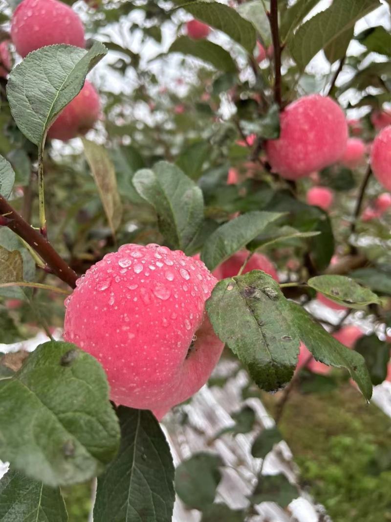 甘肃鲜果红富士现摘量大从优