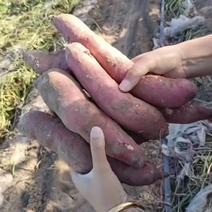 沙地红薯