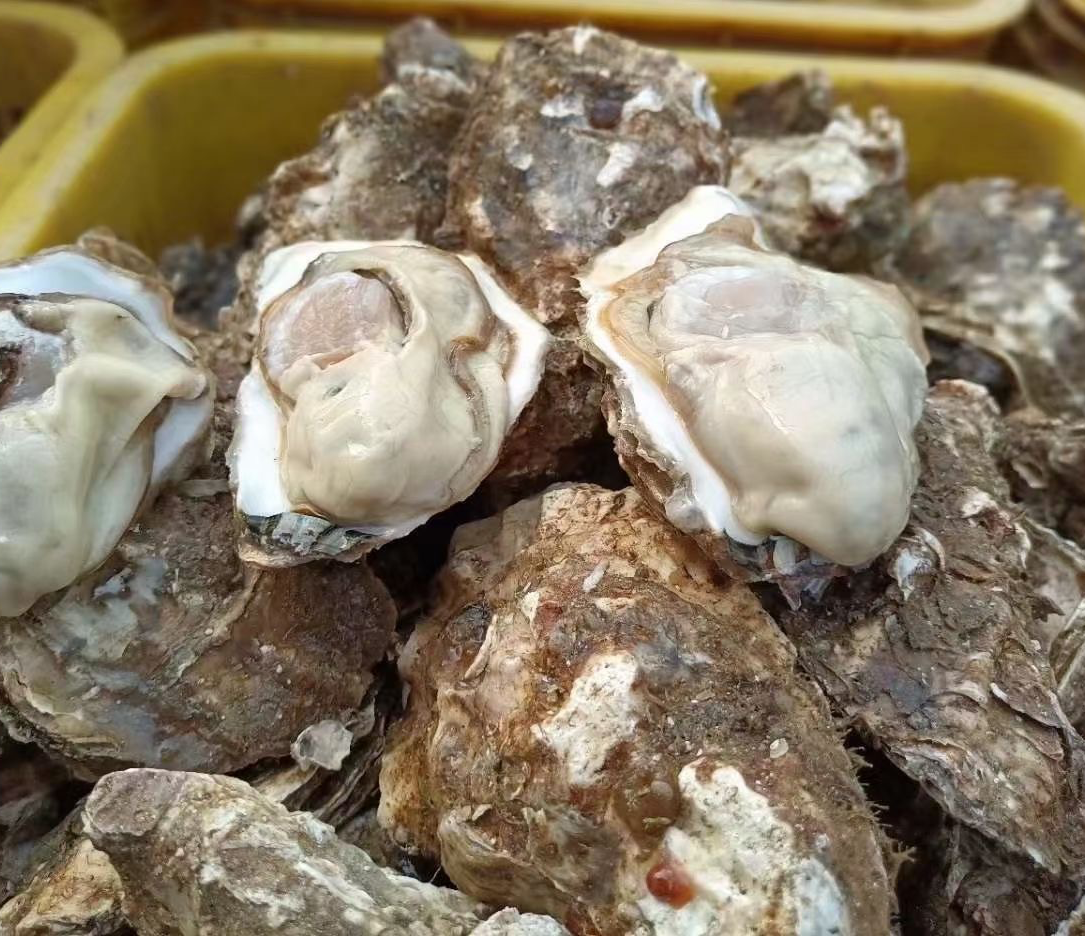 炭烤乳山生蚝,金黄油亮,香气扑鼻,是夜宵市场的热销美食 炭烤乳山生蚝