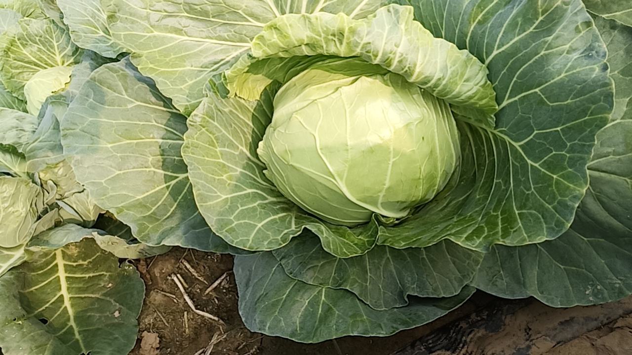 羽衣甘蓝变色过程示意图