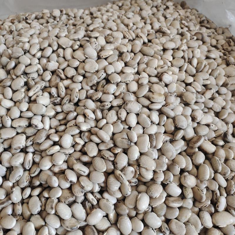 猫豆狗爪豆黎豆产地一手货源量大优惠狗儿豆龙爪豆