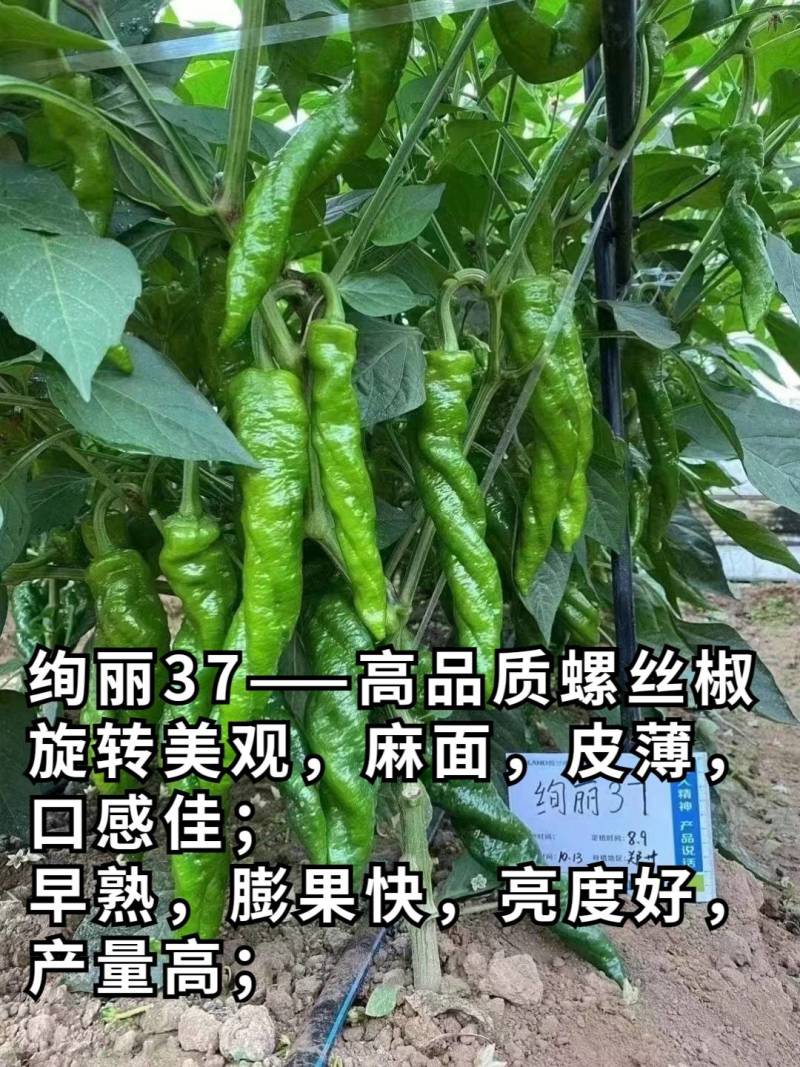 欧兰德绚丽37螺丝椒种子全螺顺直薄皮香辣特大陇椒春秋辣