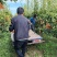 晚秋黄梨
