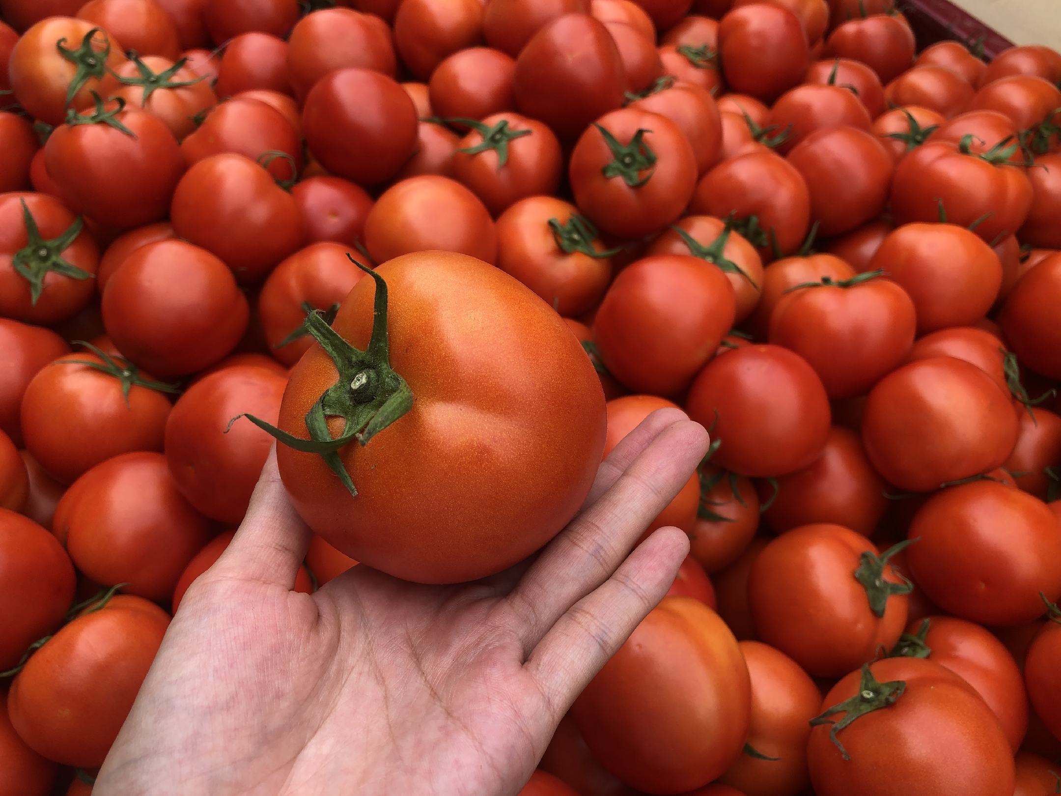 西红柿剖面图展示其红色果肉与丰富汁液