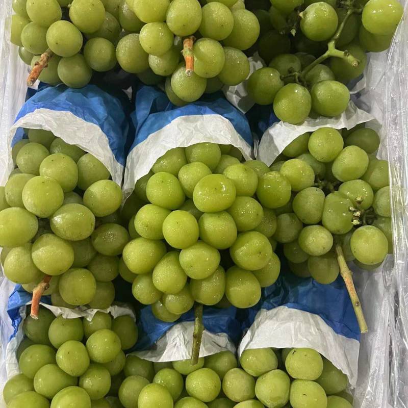 【品质保障】山东优质阳光玫瑰葡萄，规格齐全对接全国
