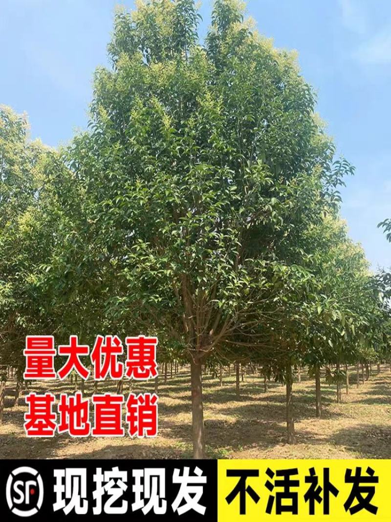大叶女贞精品大叶女贞15公分精品大叶女贞