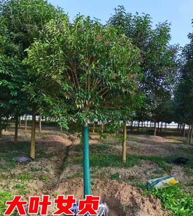 大叶女贞精品大叶女贞15公分精品大叶女贞