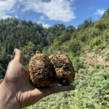 仿野生天麻小草坝天麻原始生态天麻昭通乌天麻