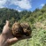 仿野生天麻小草坝天麻原始生态天麻昭通乌天麻