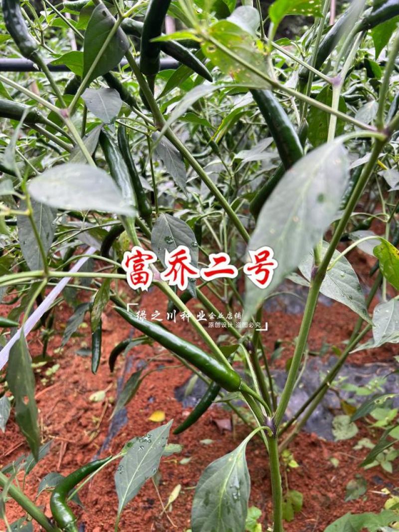 尾期果大富乔二号大果朝天椒种子青红两用朝天辣椒种子新品种