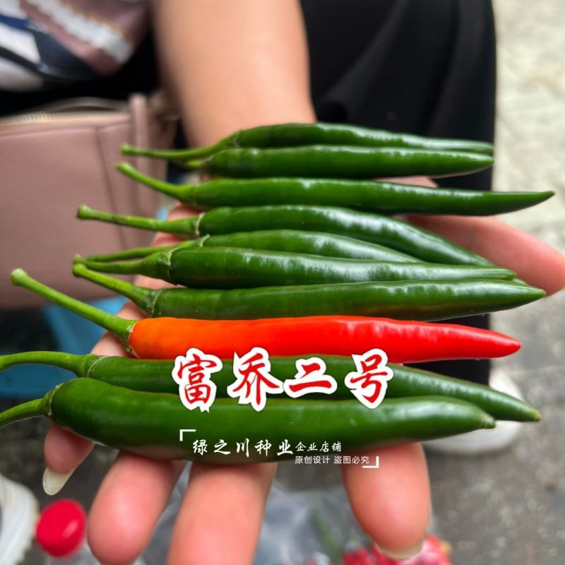 尾期果大富乔二号大果朝天椒种子青红两用朝天辣椒种子新品种