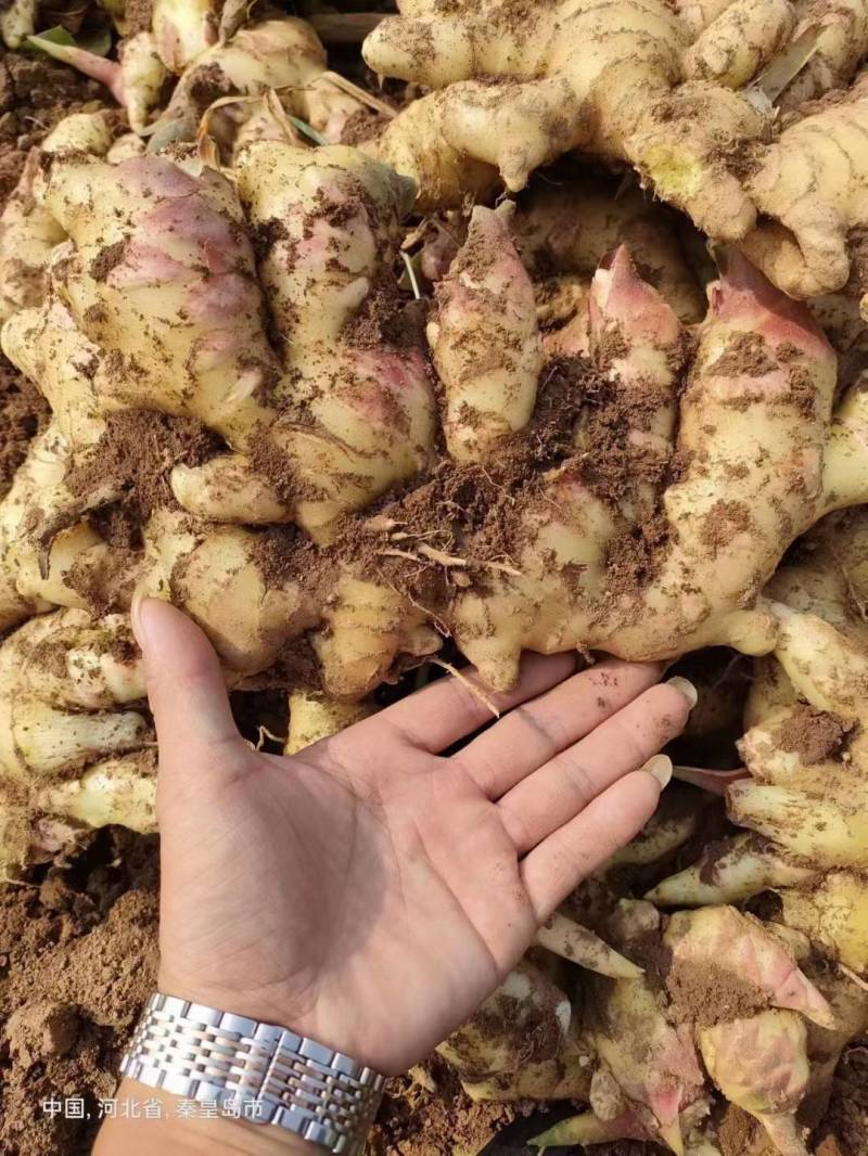 抚宁红头姜
