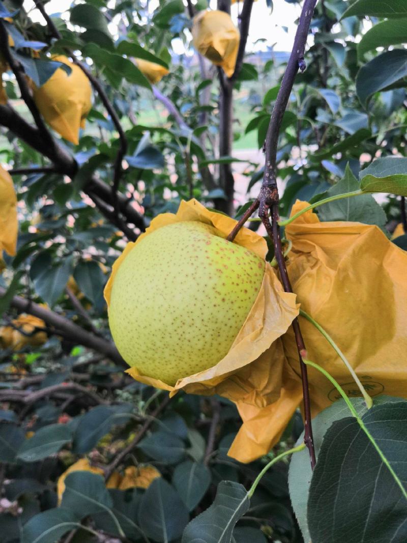 精品雪花梨河北赵县产地直发大量供货欢迎客户来电