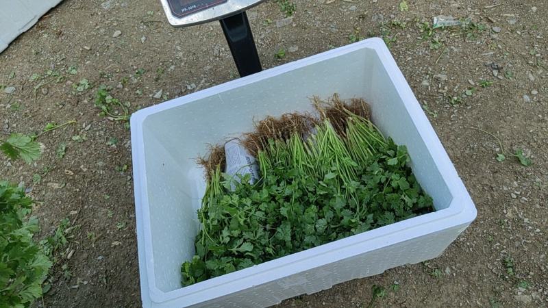 大叶香菜上市