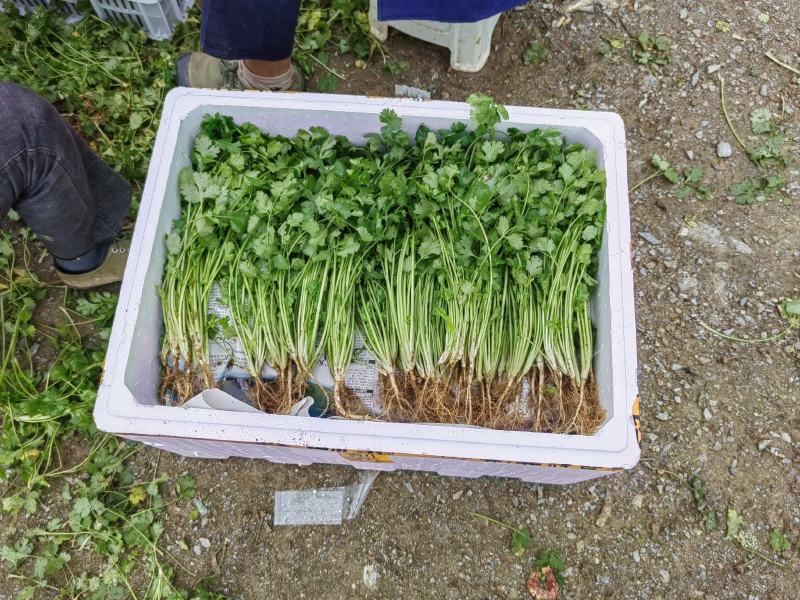 大叶香菜上市