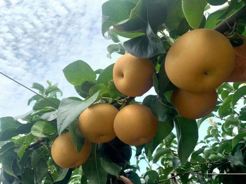 河北秋月梨脆甜多汁一件代发对接电商平台欢迎来电