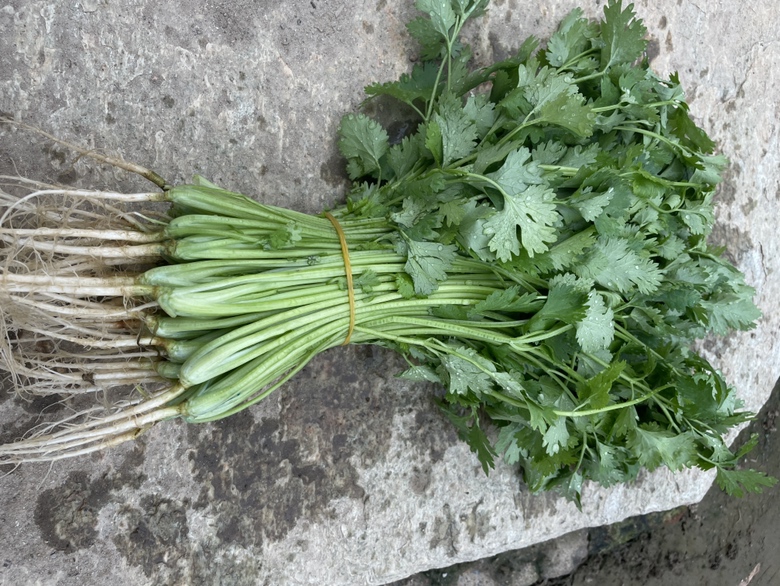 新鲜采摘的香菜植株,绿色叶片和细长茎秆清晰可见 香菜植株特写