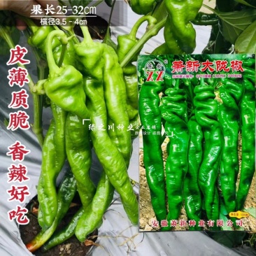萧新陇椒种子一代杂交螺丝椒种子耐低温味香辣粗长羊角型