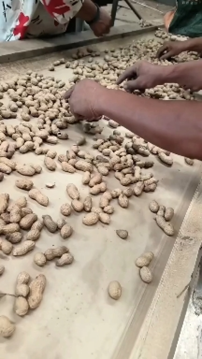 炒货用海花花生果货源充足大量上市质量保证