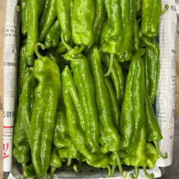 螺丝椒河南基地直发质量保证一手货源对接商超市场