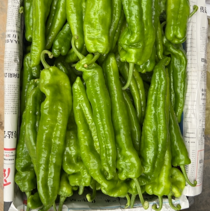 螺丝椒河南基地直发质量保证一手货源对接商超市场