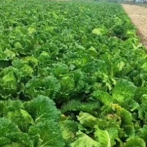 小义和秋白菜大量上市了！有需要的老板通过一亩田平台联系我