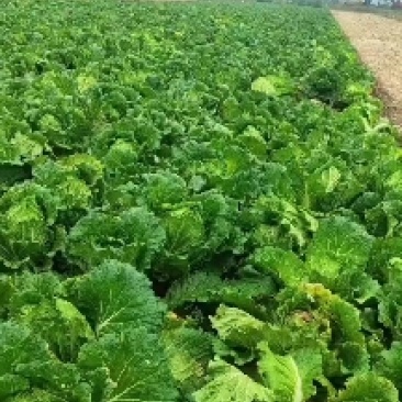 小义和秋白菜大量上市了！有需要的老板通过一亩田平台联系我