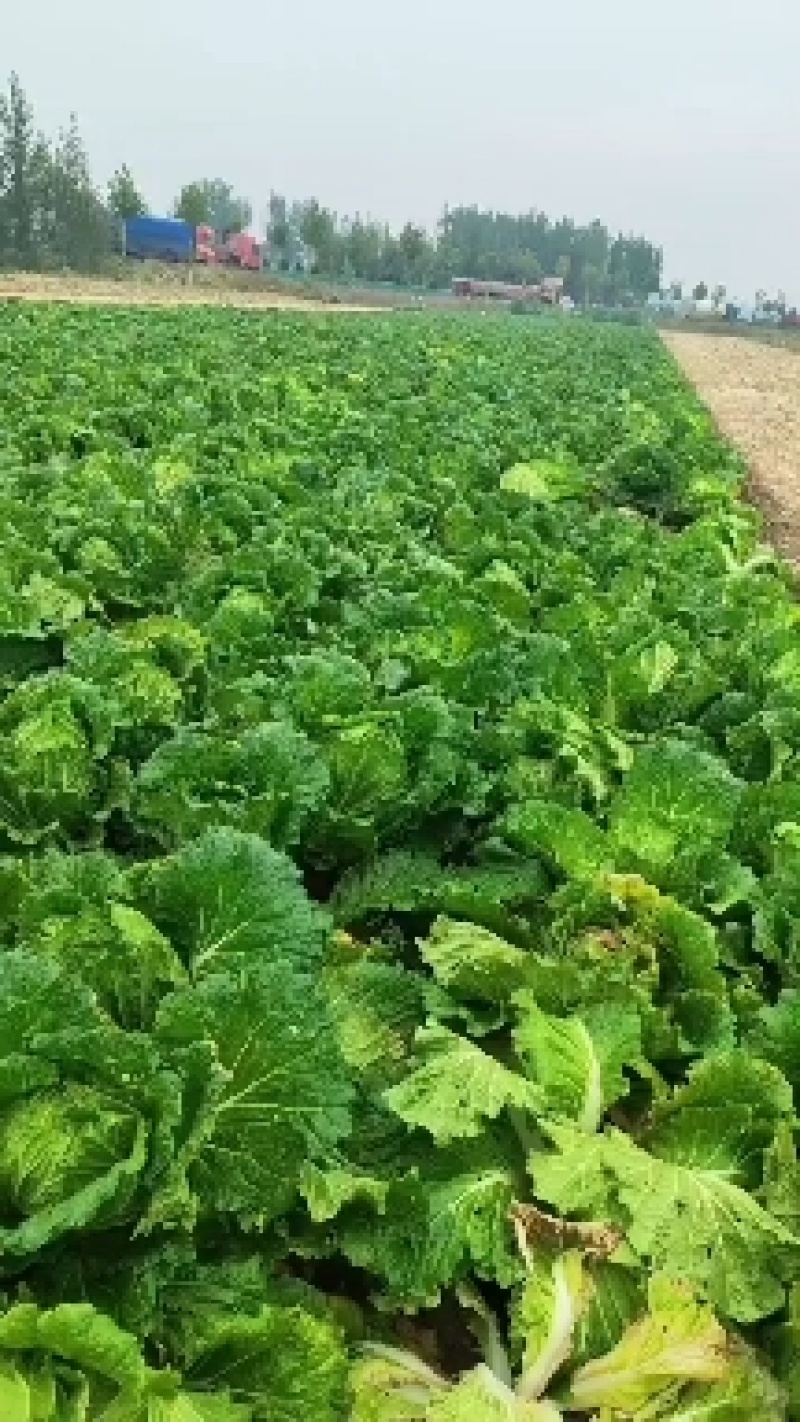 小义和秋白菜大量上市了！有需要的老板通过一亩田平台联系我