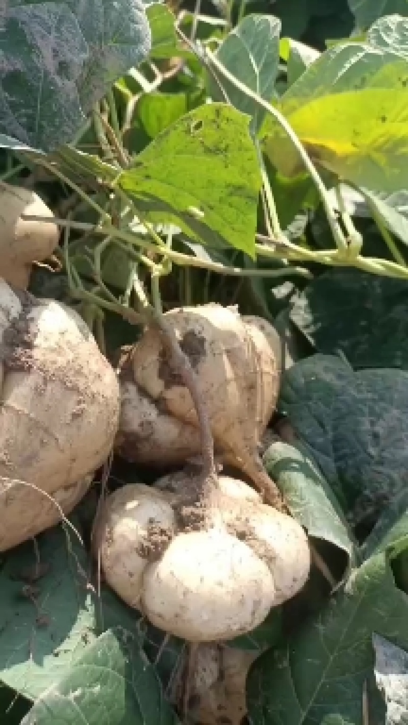 湖北天门豆薯产地直供一手货源可供各大市场商超电商