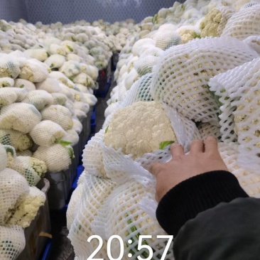 小米粒散花