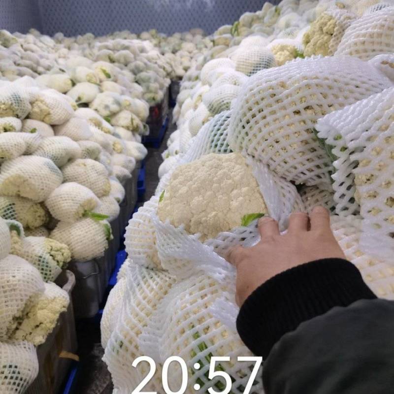 小米粒散花