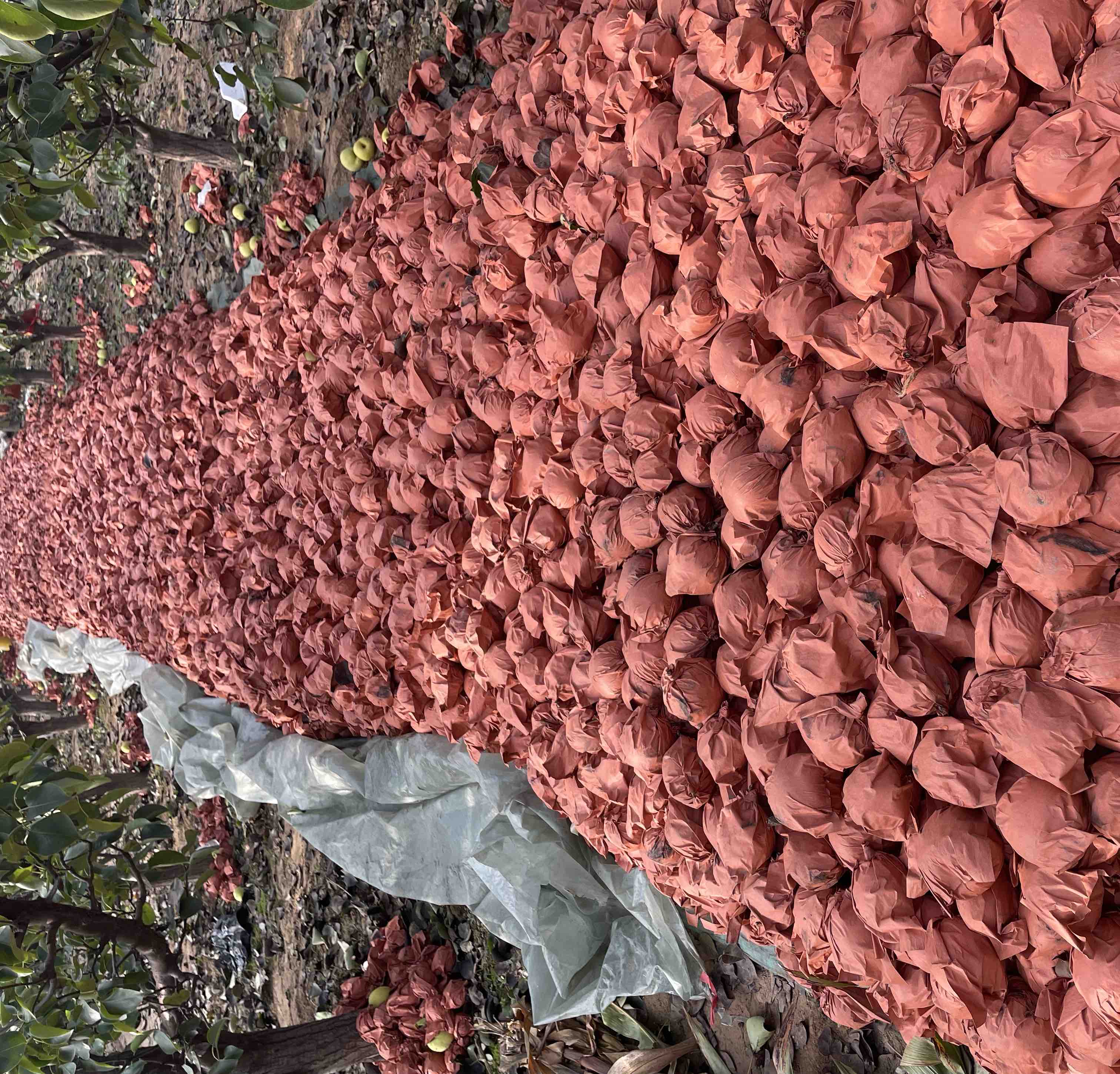 雪花梨在果园中自然生长的场景