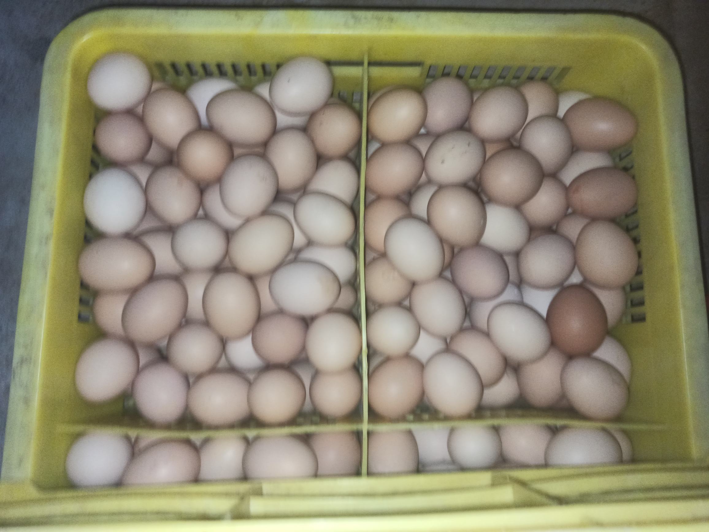 密封保存水煮蛋