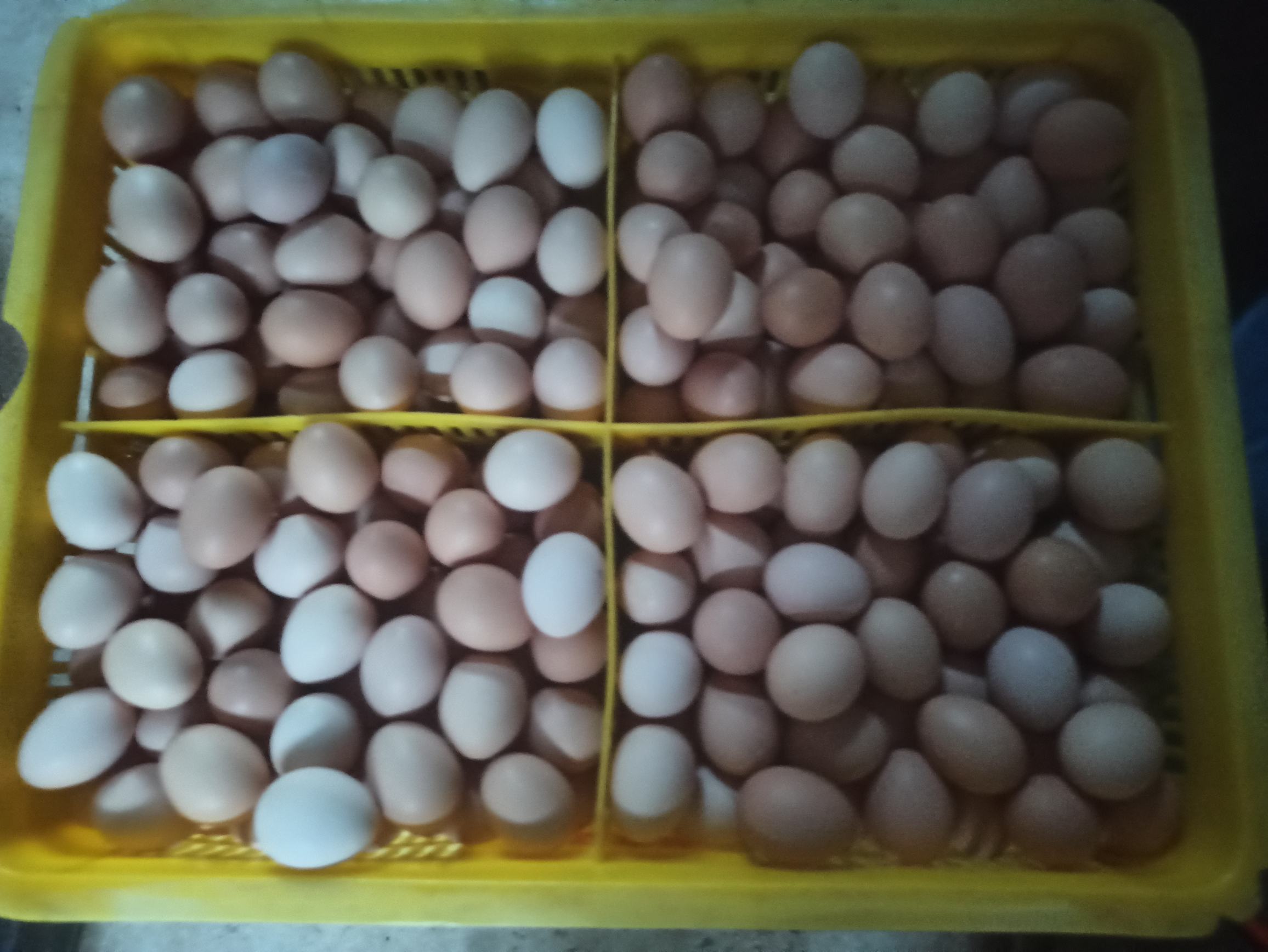 挑选新鲜鸡蛋的过程