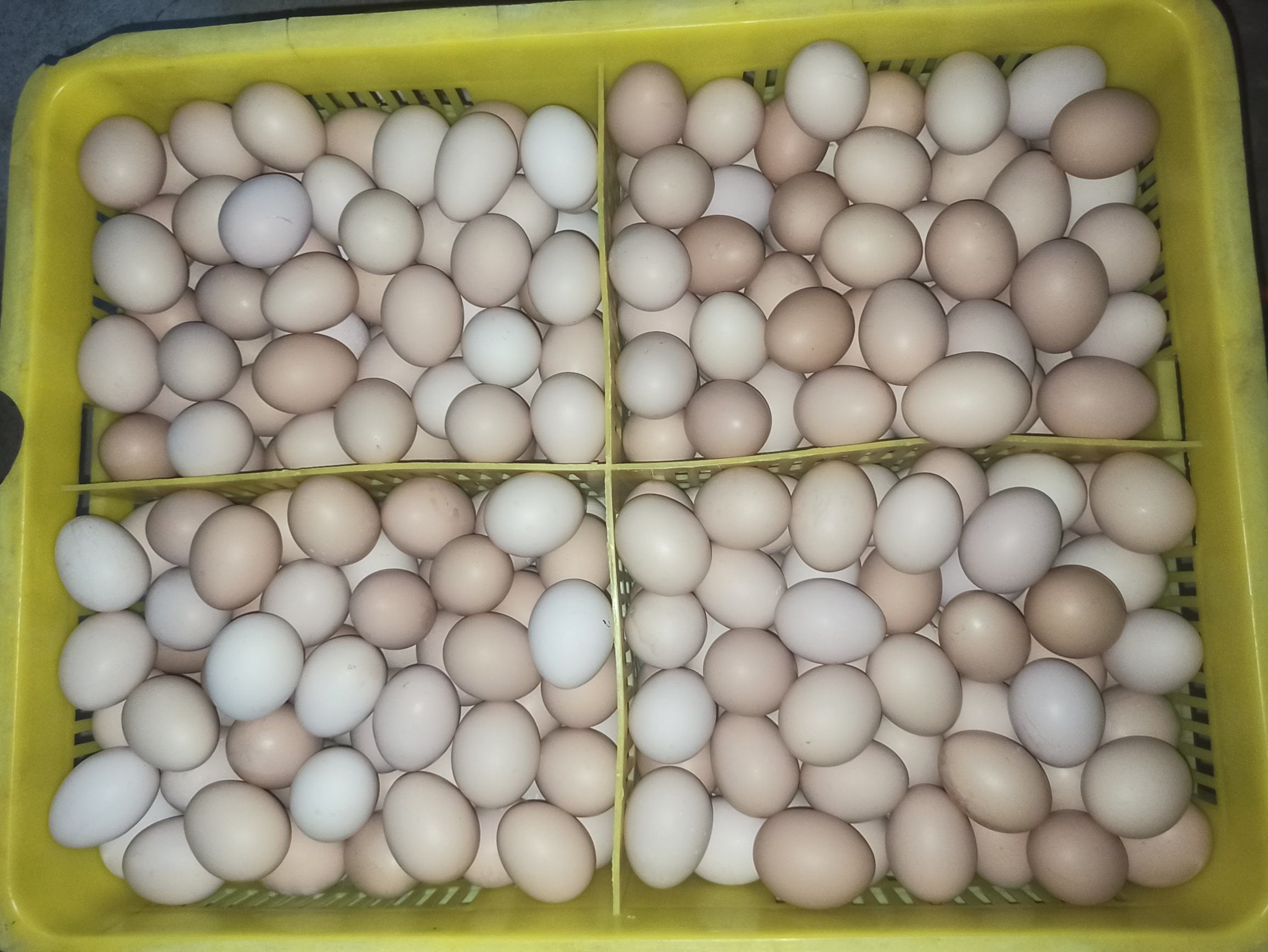 一篮新鲜鸡蛋放在电子秤上显示总重量为2.75kg,背景为厨房操作台,旁边有标注‘50个中号鸡蛋’的标签纸,光线自然明亮 鸡蛋称重实拍图