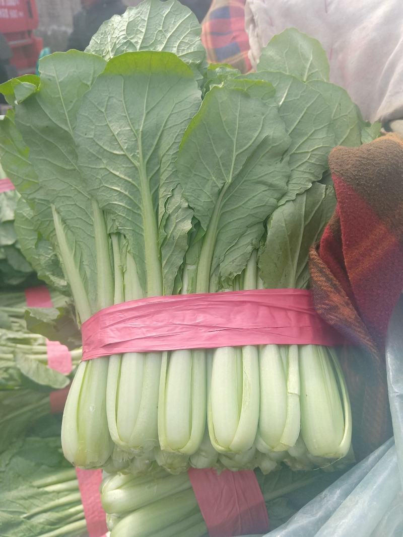 小白菜