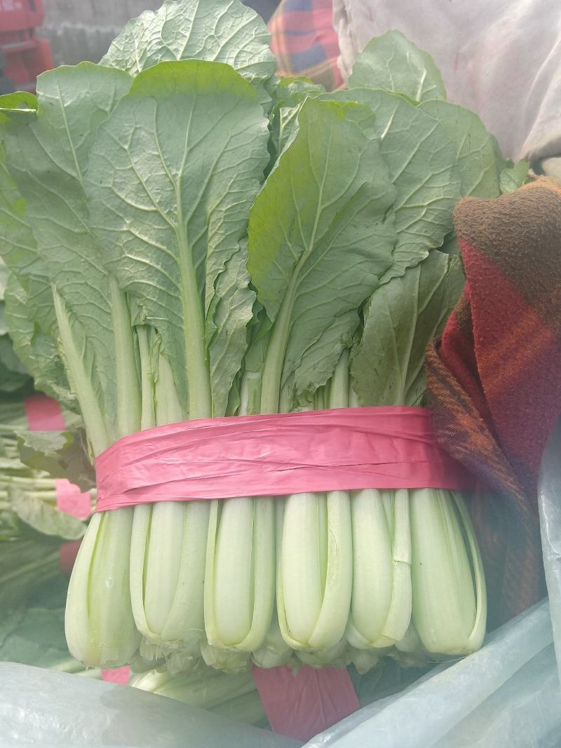 小白菜