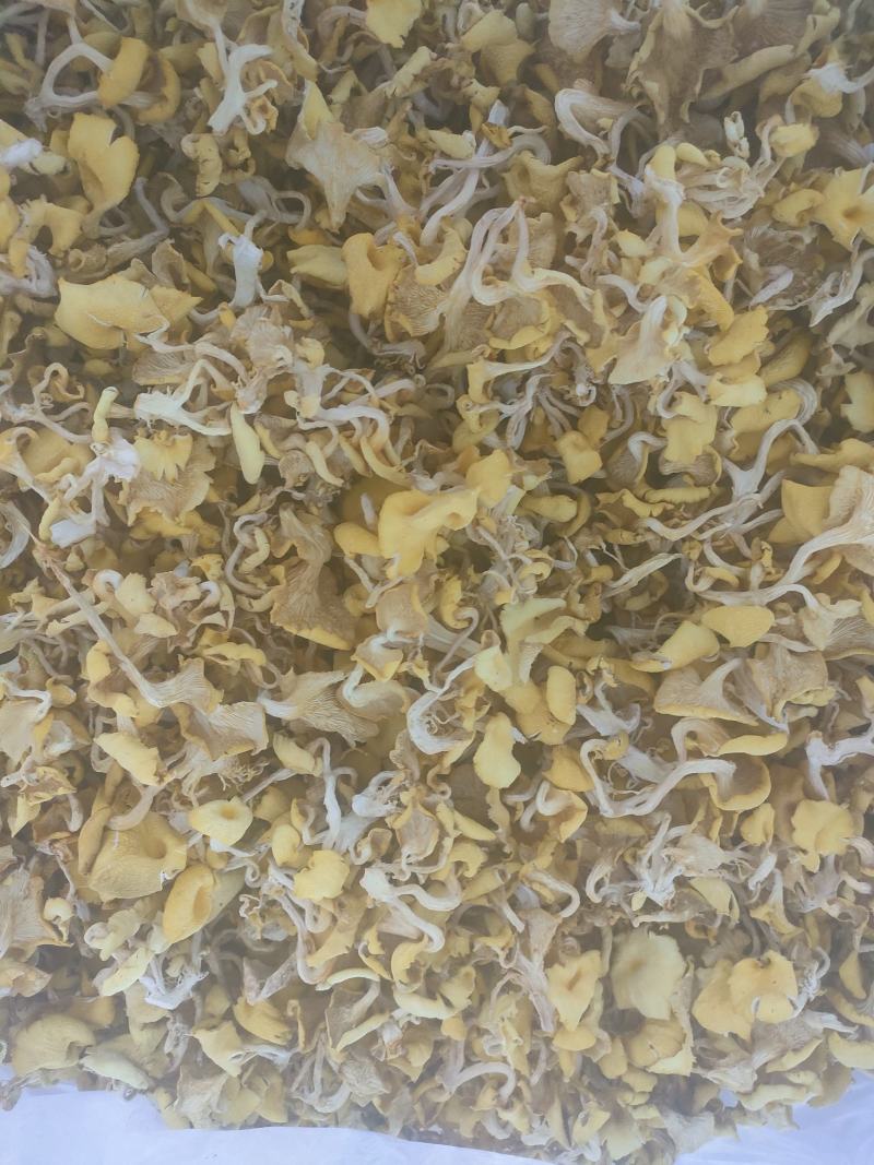 农家自种鸡油菌，烘干当季鲜货