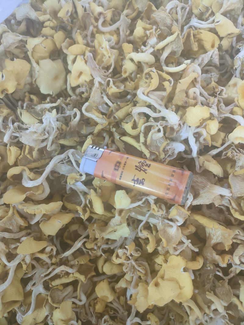 农家自种鸡油菌，烘干当季鲜货