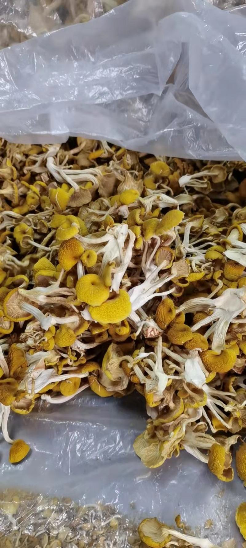 农家自种鸡油菌，烘干当季鲜货