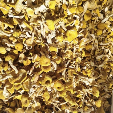 农家自种鸡油菌，烘干当季鲜货