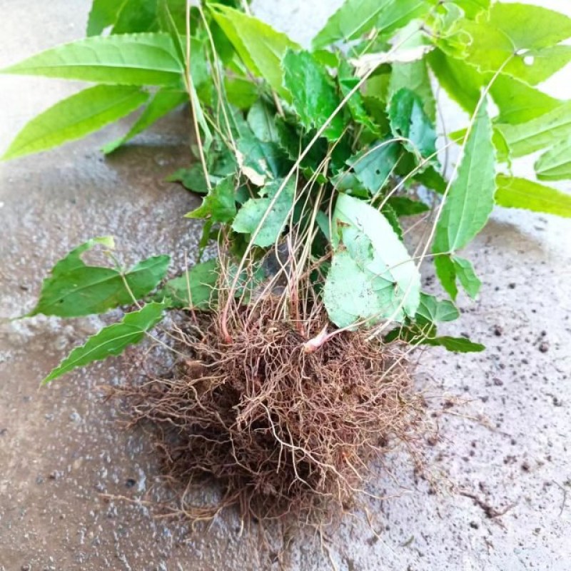 淫羊藿种苗大苗四川基地发货可视频看货提供技术指导