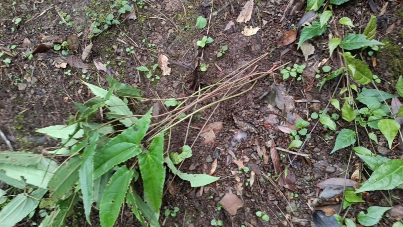 淫羊藿种苗大苗四川基地发货可视频看货提供技术指导