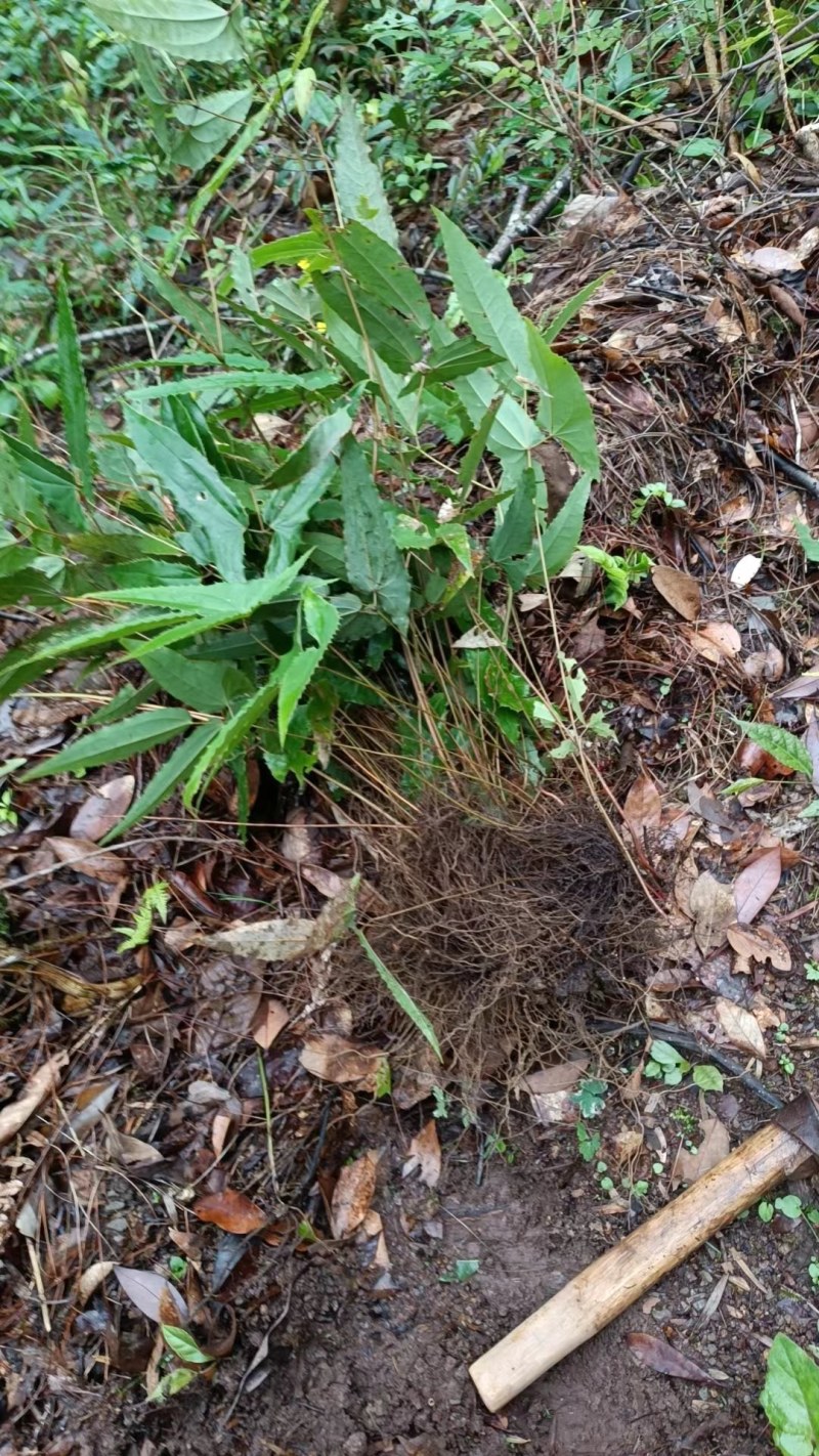 淫羊藿种苗大苗四川基地发货可视频看货提供技术指导