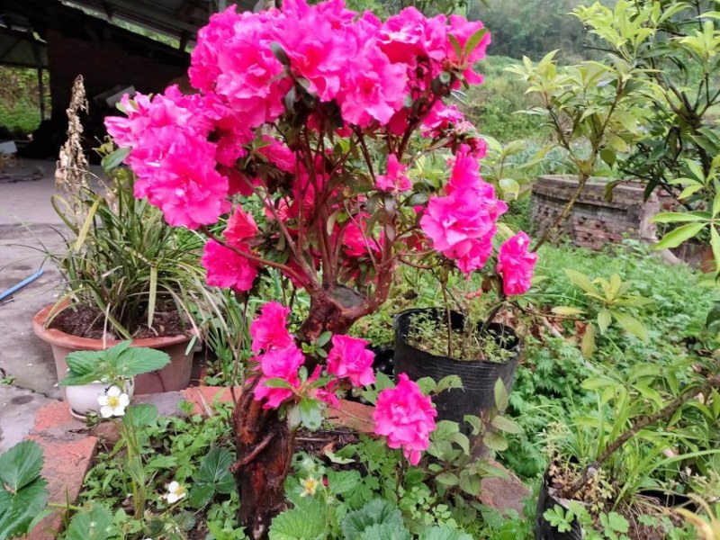 杜鹃花树桩盆景映山红熟桩室内防辐射阳台绿植花卉