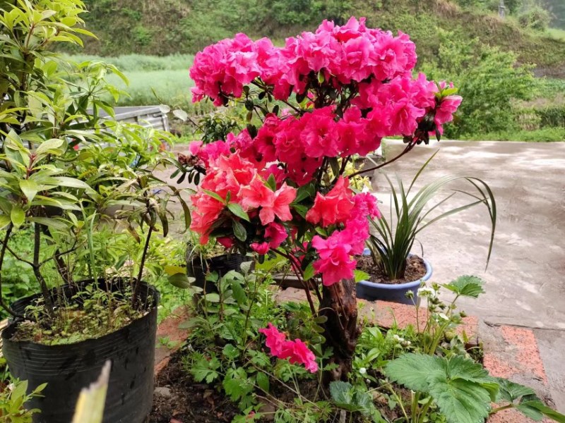 杜鹃花树桩盆景映山红熟桩室内防辐射阳台绿植花卉