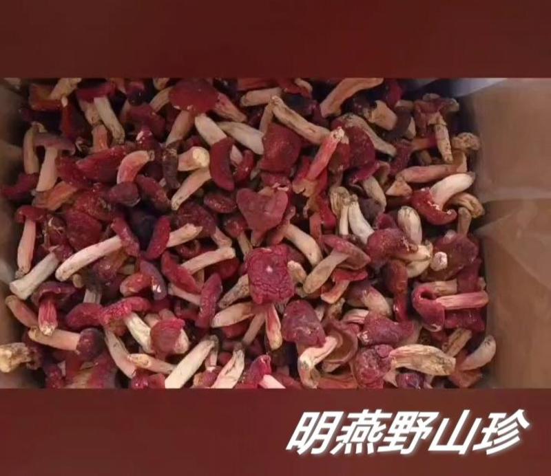 【热卖】新货野生红菇干货精选红蘑菇月子菇菇蕾一斤起批包邮