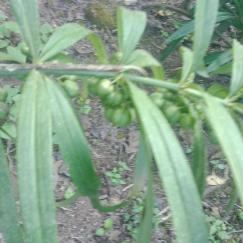 黄精苗，老虎姜苗黄精种苗基地大量有货技术指导成活率高