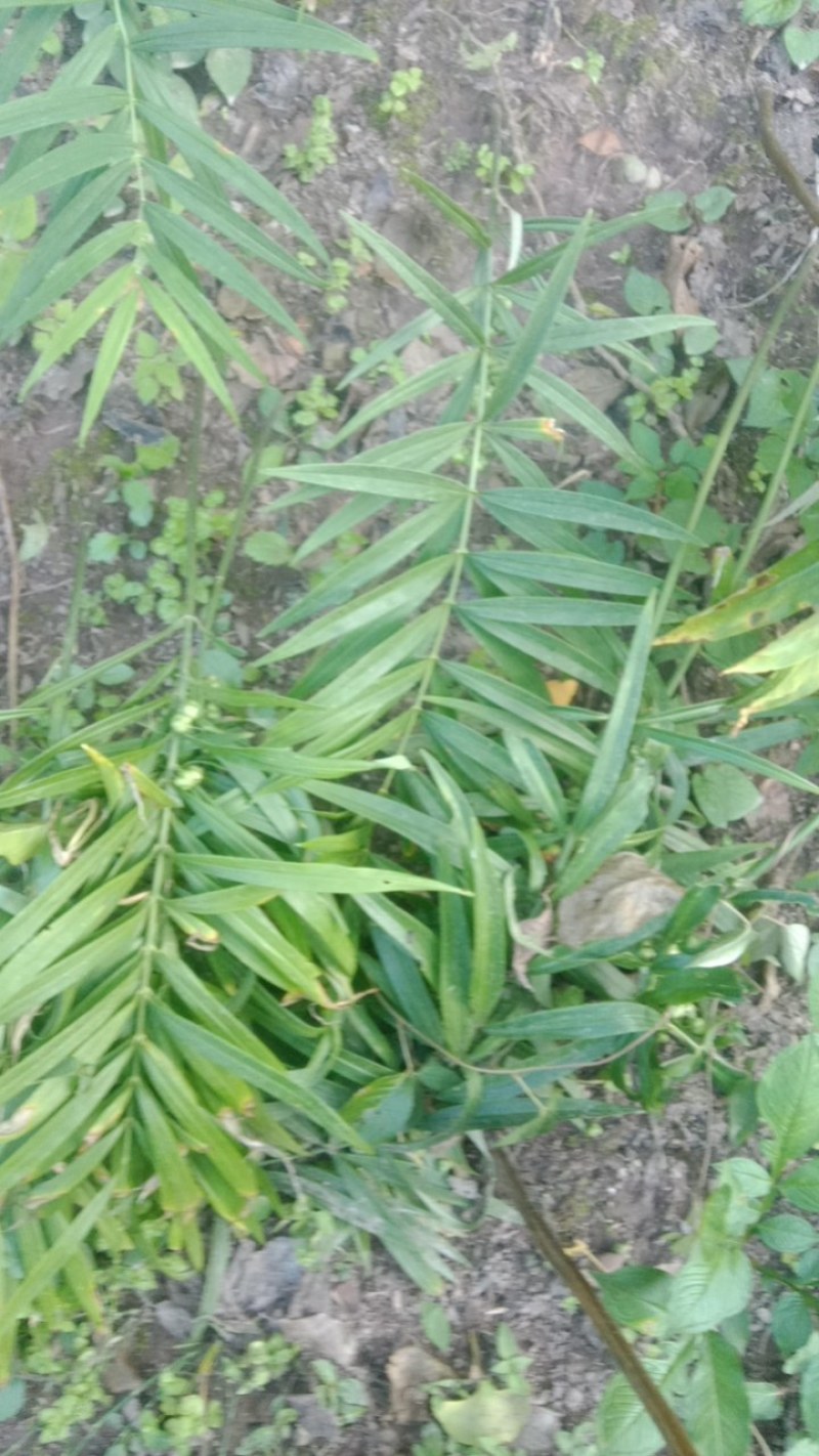黄精苗，老虎姜苗黄精种苗基地大量有货技术指导成活率高